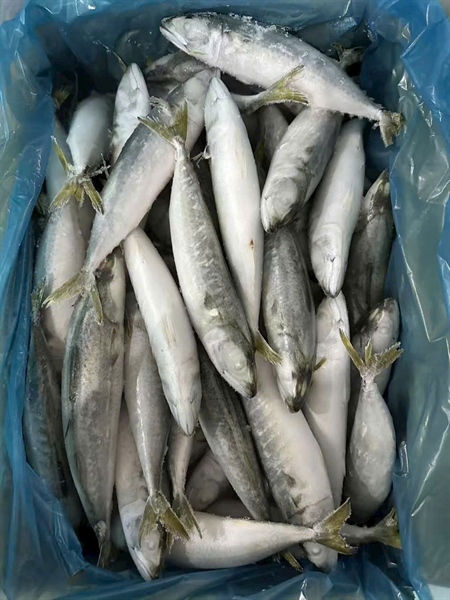 Cá nục suôn 60/80 10kg