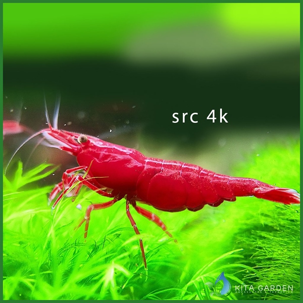 Tép SRC (Super Red Cherry)