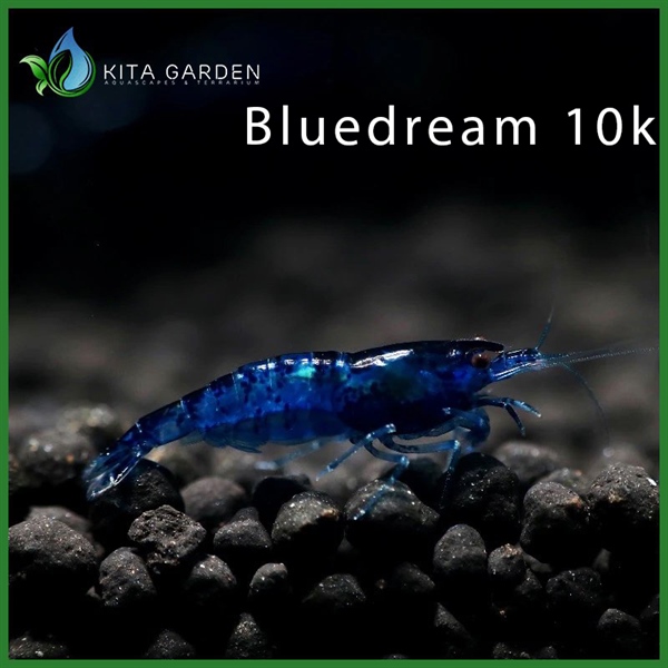 Tép Blue Dream