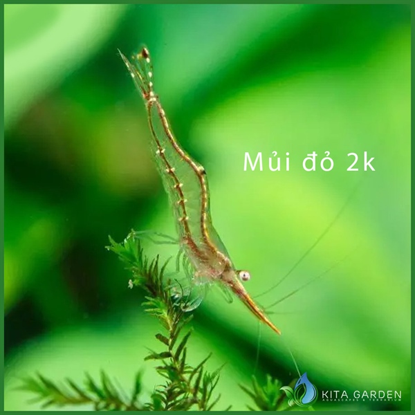 Tép mũi đỏ