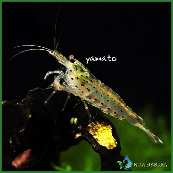 Tép yamato