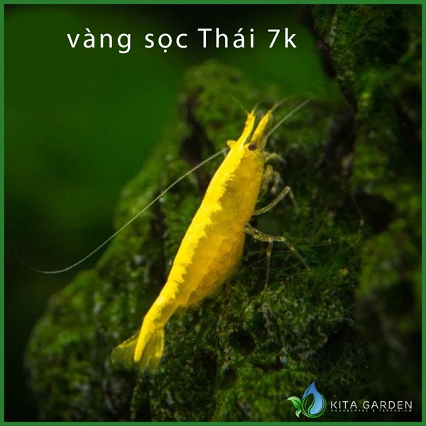 Tép Vàng Thái