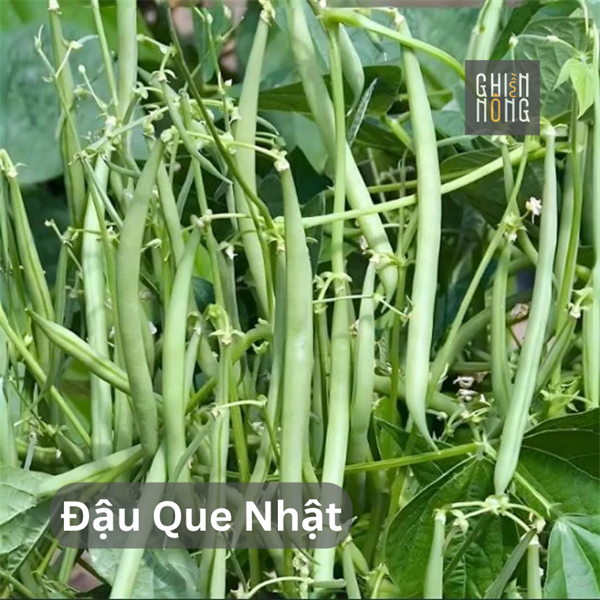 Đậu Que Nhật | 250-300g
