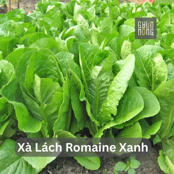 Xà lách Romaine Xanh | 250-300g