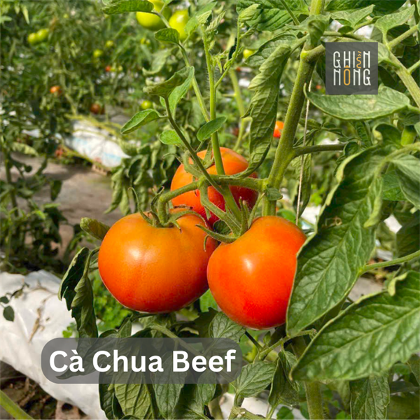 Cà Chua Beef | 450-500g