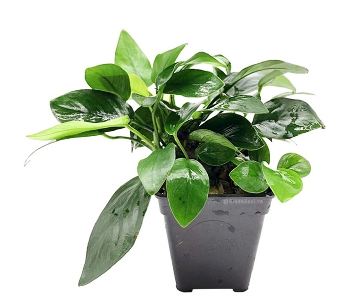 Ráy Thường (Size Lớn)