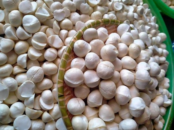Hạt Macca Tây Nguyên tươi (chưa sấy)