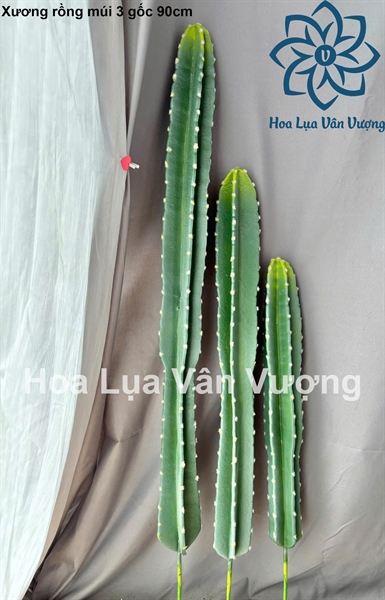 Xương rồng múi 3 gốc 90cm - Cây - Hoa Lụa Vân Vượng