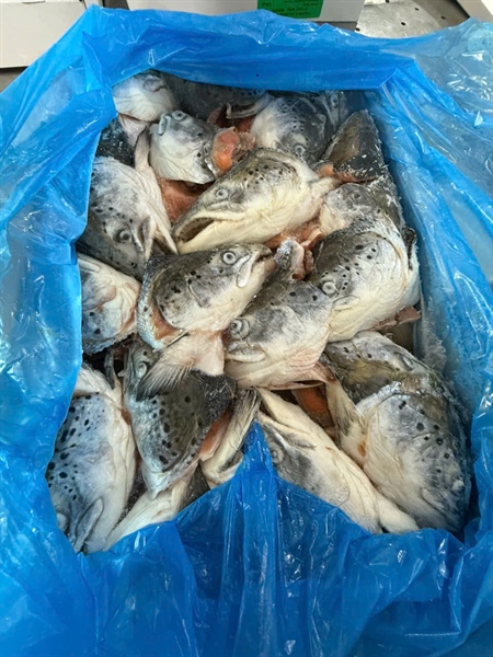 Đầu cá hồi Đan Mạch 400g+ (10KG/THUNG)