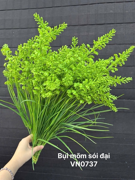 BỤI MÕM SÓI ĐẠI 7N H 55cm VN0737