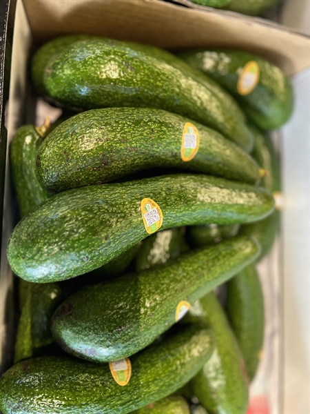 Bơ Nhan Sắc hữu cơ Thiên Nhiên farm