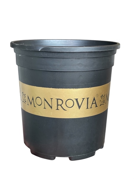 Chậu monrovia 5GL đen