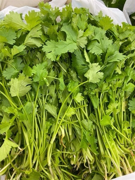 Rau mùi