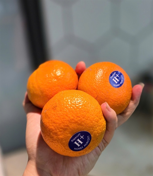 Quýt honey murcott Úc - Australian Tangerine