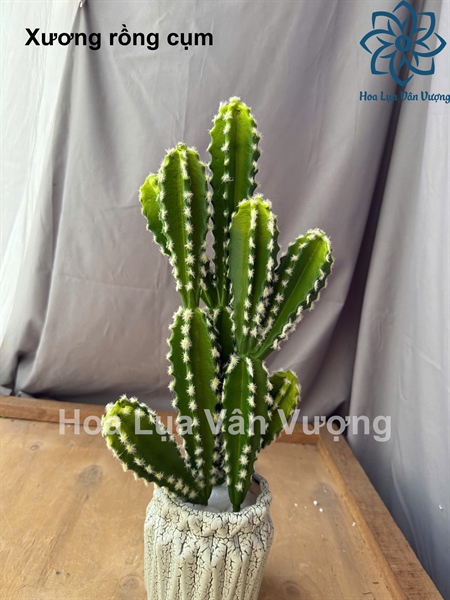 Xương rồng cụm 48cm - Cây - Hoa Lụa Vân Vượng
