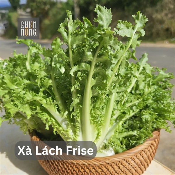 Xà Lách Frise | 250-300g