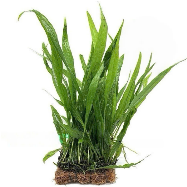 Dương xỉ lá hẹp