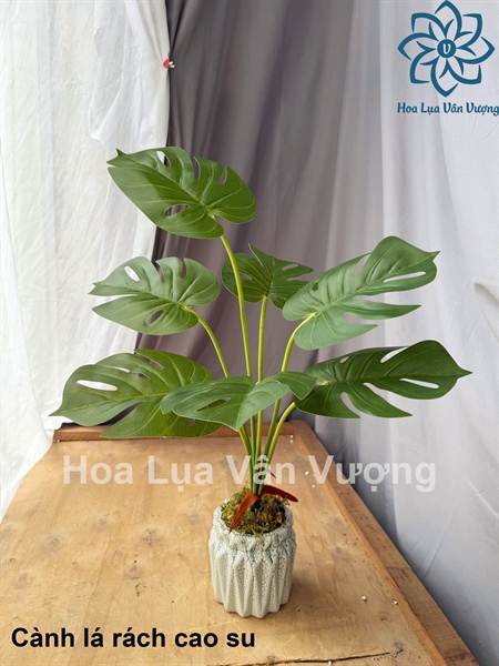 Cành lá rách cao su - Lá cành dài - Hoa Lụa Vân Vượng