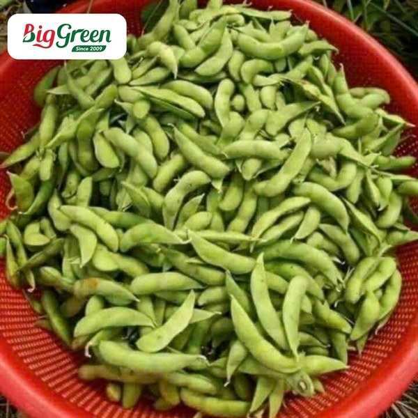 Quả đậu tương Nhật Sơn La