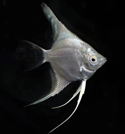 Cá thần tiên size trung