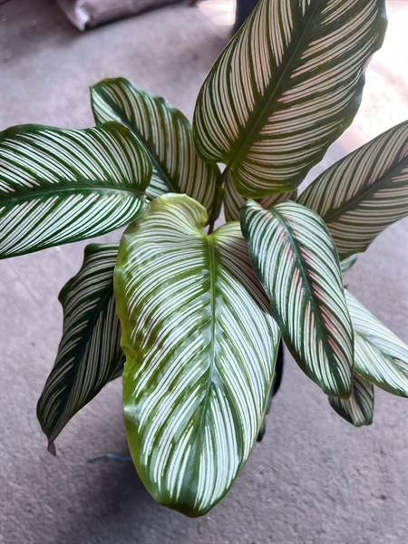 CÂY ĐUÔI CONG TRẮNG