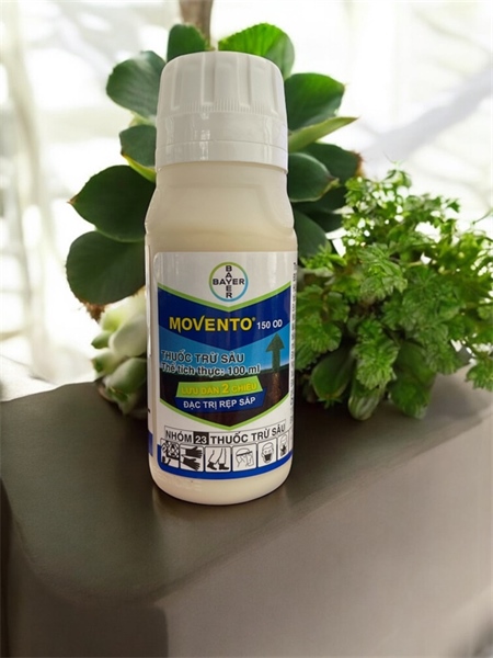 MOVENTO 150 OD