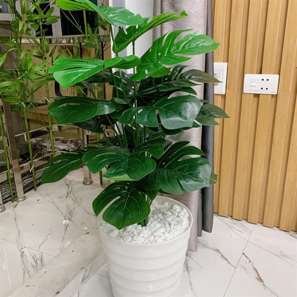 Cây 18 lá có chậu tròn nhỡ trắng - Cây - Hoa Lụa Vân Vượng