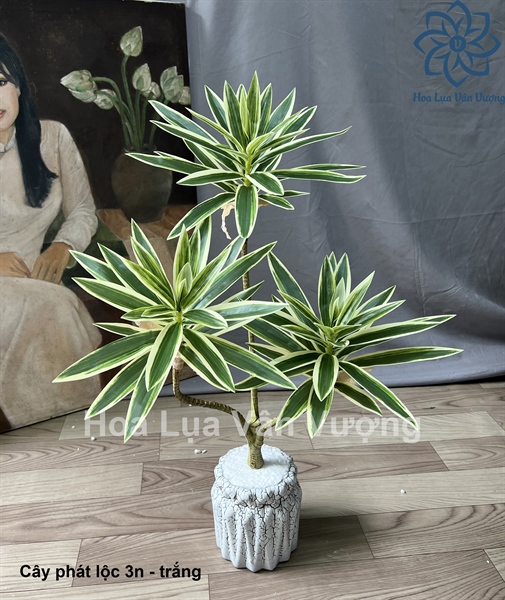 Cây phát lộc 3n có chậu tròn nhỡ - Cây - Hoa Lụa Vân Vượng