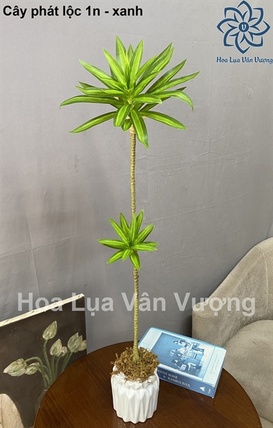 Cây phát lộc 1n có chậu tròn nhỡ - Cây - Hoa Lụa Vân Vượng