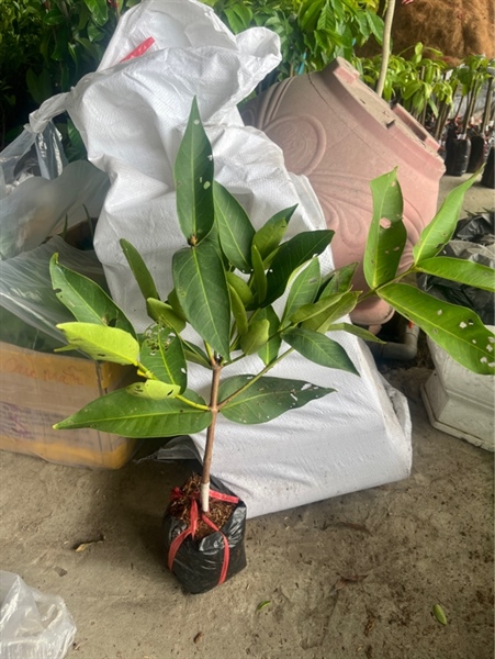 Mận đỏ Indo