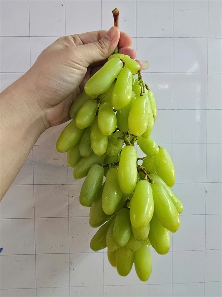Nho xanh ngón tay - Grapes