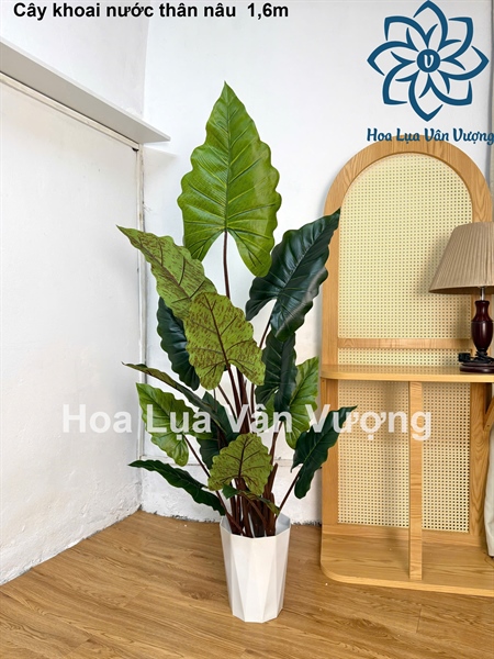 Cây khoai nước thân nâu 1,6m - Cây - Hoa Lụa Vân Vượng
