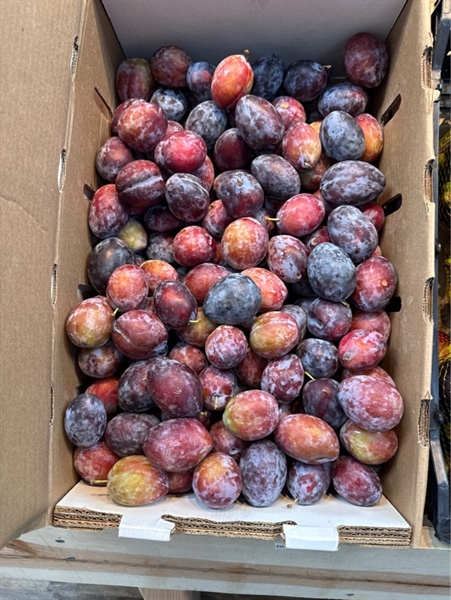 Mận Bắc Ngọt (Sugar Plum)