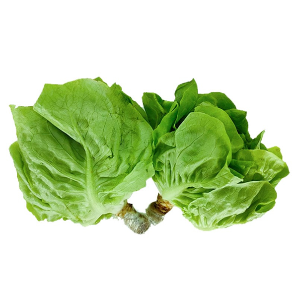 Xà lách mỡ Đà Lạt túi 300g v5