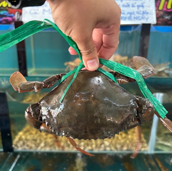 Cua Thịt Dây không trọng lượng Size 4 con/kg