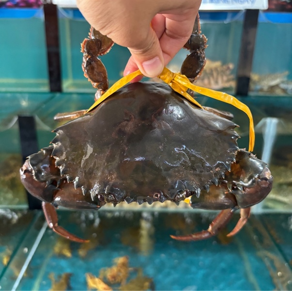 Cua Thịt Dây không trọng lượng Size 3 con/kg