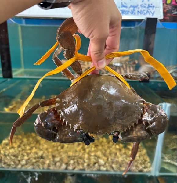 Cua Gạch Dây không trọng lượng size 3 con/kg