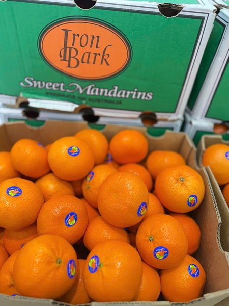 QUÝT ÚC CHUẨN VIP