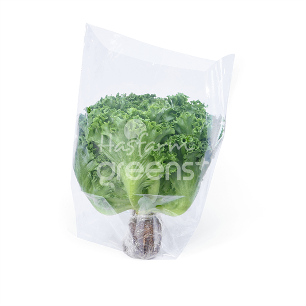 Xà lách Crispy Thủy canh Hasfarm