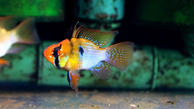 Phượng Hoàng Ngũ Sắc (Vây Dài, Size Cối)