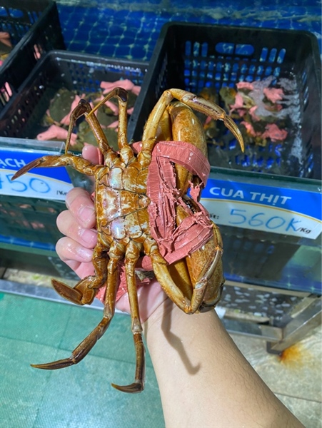 Cua Thịt Năm Căn Cà Mau