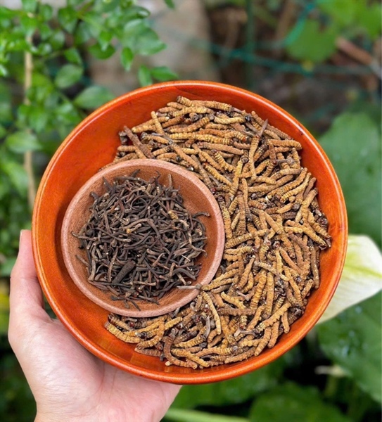 Đông Trùng Gãy BHUTAN Size 55-65 Con 10gr