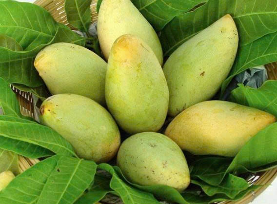 Xoài Cao Lãnh - Mango