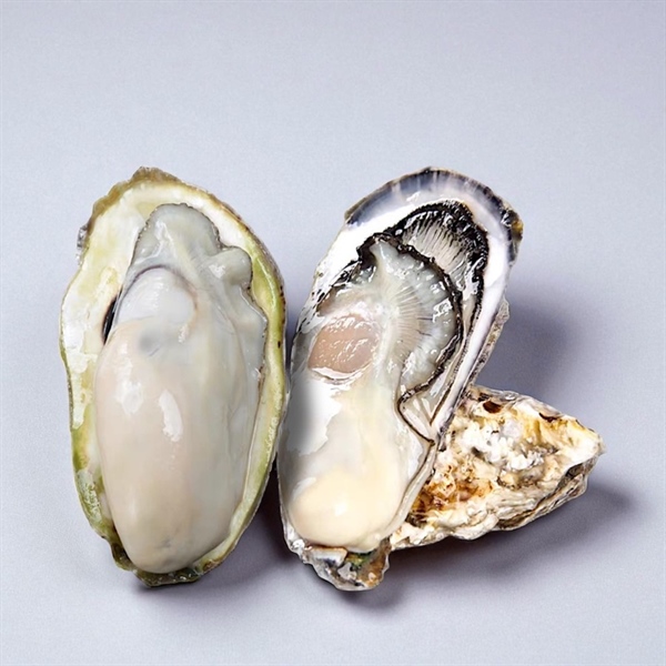 Hàu sữa Nhật nguyên con size 5-7