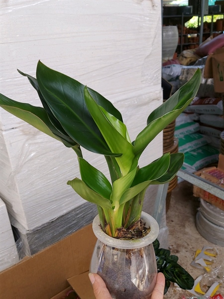 Cây trầu bà đế vương xanh thủy sinh để bàn