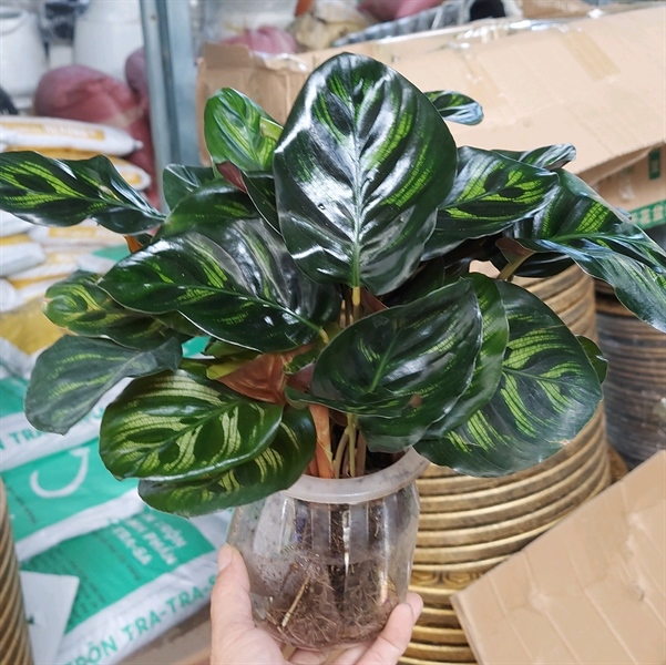 Cây đuôi công lá tròn thủy sinh để bàn