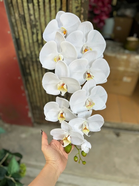 Hồ điệp cao su 10b xịn - trắng - Hồ điệp, lan - Hoa Lụa Vân Vượng