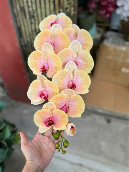 Hồ điệp cao su 10b xịn - bê bê - Hồ điệp, lan - Hoa Lụa Vân Vượng