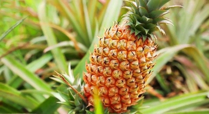 Thơm (Dứa) Cầu Đúc Hậu Giang