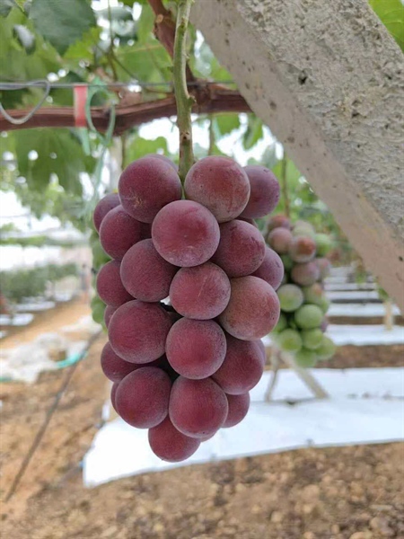 Nho Đỏ Hoàng Hậu Nina